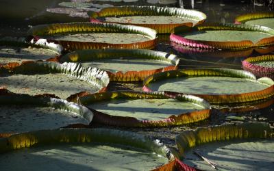 Amazonie | Brazílie