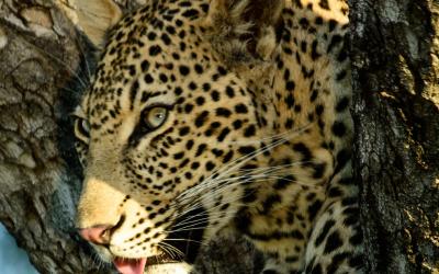 Keňa | Leopard