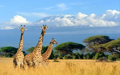 Keňa | Amboseli