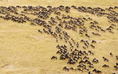 Tanzania | Pakone v Masai Mara