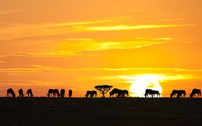 Tanzania | NP Serengeti