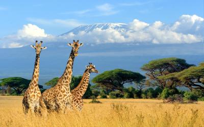 Tanzania | Serengeti NP