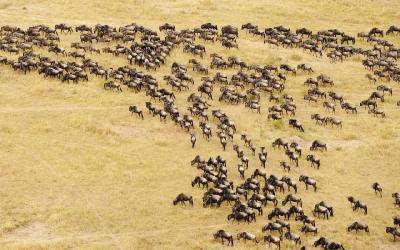 Tanzania | Serengeti NP