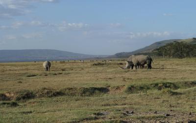 Keňa | NP Lake Nakuru