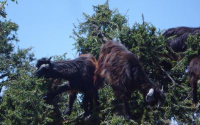 Kozy na argánovém stromě | Maroko
