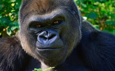 Uganda | Bwindi NP_horská gorila