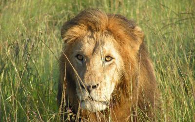 Masai Mara, lev | Keňa