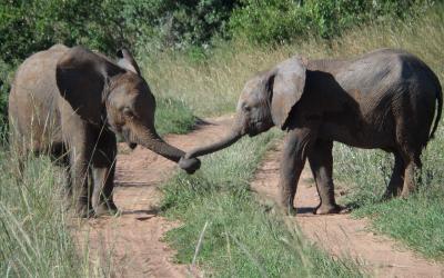 Rezervace Masai Mara, sloni | Keňa