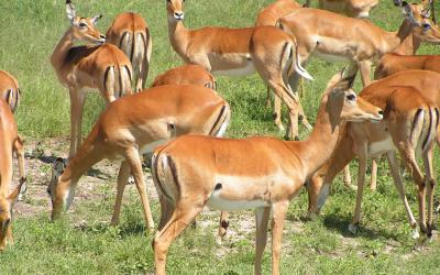 Rezervace Masai Mara, impaly | Keňa