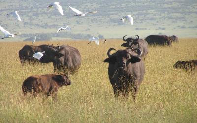 Rezervace Masai Mara, buvoli | Keňa
