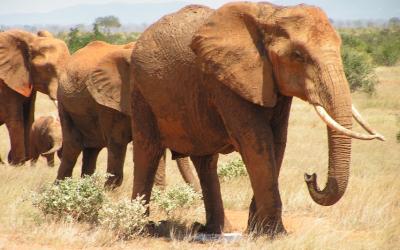 NP Tsavo East, sloni | Keňa