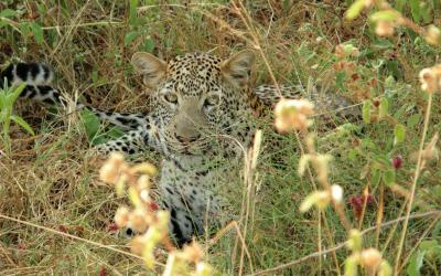 NP Tsavo East, leopard | Keňa