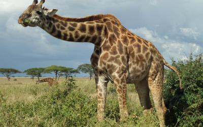 Masai Mara, žirafa | Keňa