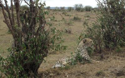 Masai Mara, gepard | Keňa