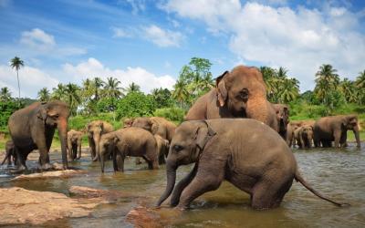 Srí Lanka | Yala National Park