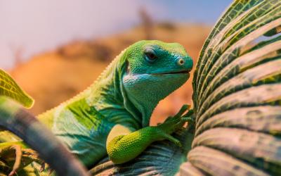 chameleon |  Madagaskar