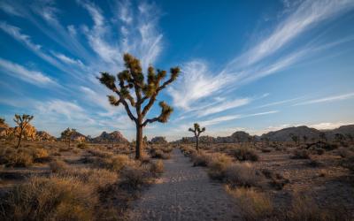 USA | Joshua Tree NP