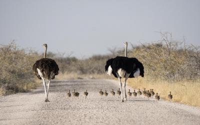 Namibie | Safari v Etosha NP