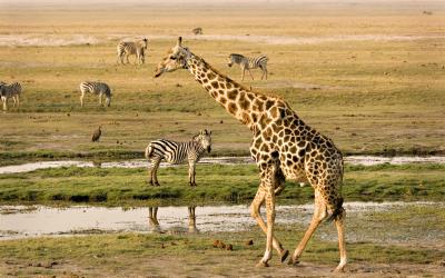 Botswana | Safari v Chobe NP