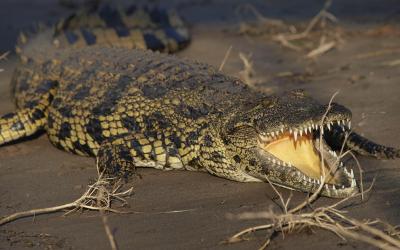 Botswana | Safari v Chobe NP