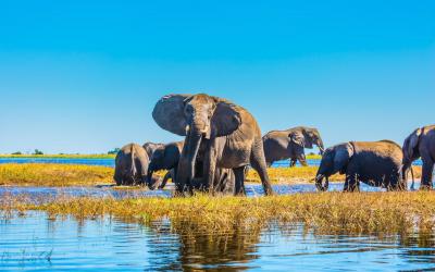 Botswana | Safari v Chobe NP