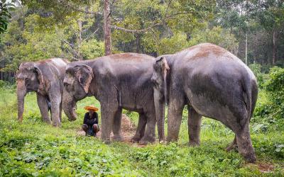 Phuket elephant sanctuaries