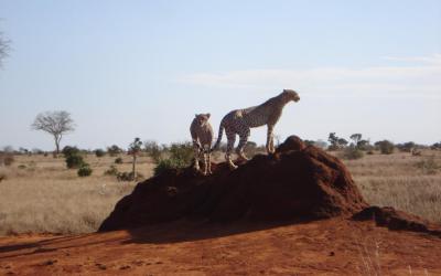 Cheetah