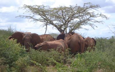 Tsavo West - sloni