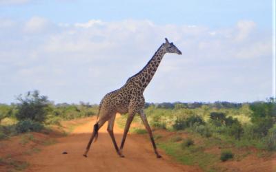 Tsavo West 2