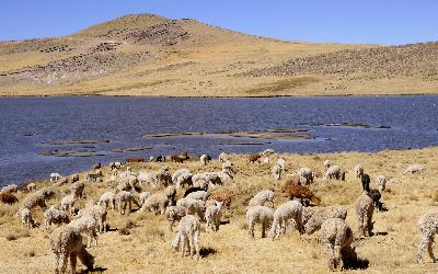 Peru | Altiplano