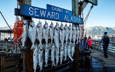 USA | Alaska_losos