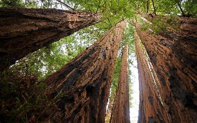USA | Redwood NP I