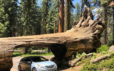 USA | Sequoia National Park