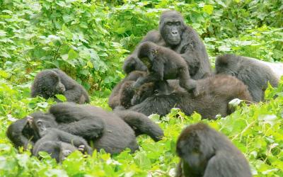 Uganda | Bwindi National Park 