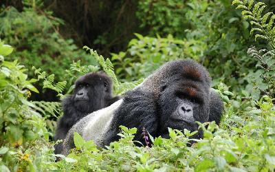 Uganda | Bwindi National Park