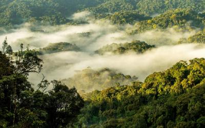 Rwanda | Nyungwe National Park