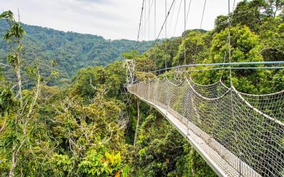 Rwanda | Nyungwe National Park_Canopy walk