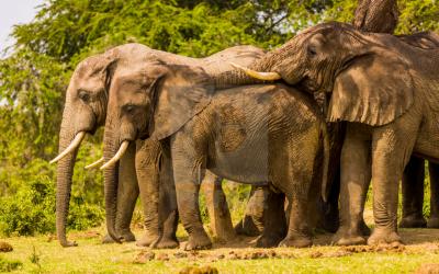 Uganda | Queen Elizabeth National Park 