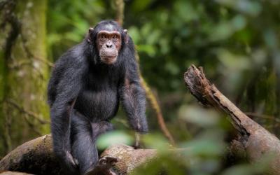 Uganda | Budongo Forest