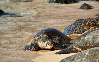 Kostarika | Playa de Tortuguero