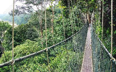 Malajzia | Taman Negara_Canopy Walkway