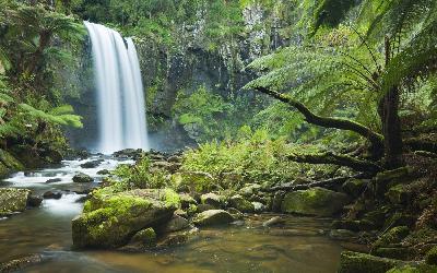 Australia | Daintree Rainforest