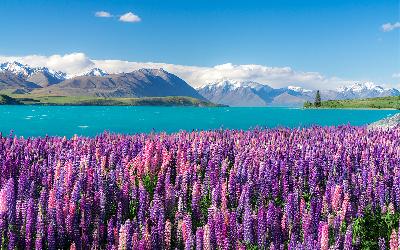Nový Zéland | Lupin Flowers