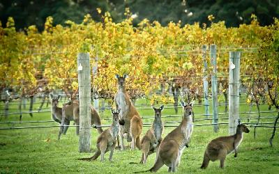 Australia | Wine