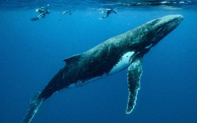 Humpback Whale  | Tonga