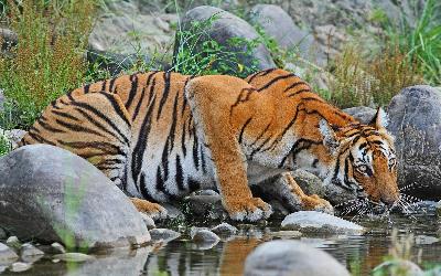 Nepál | Chitwan National Park 