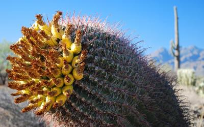 USA | Saguaro NP