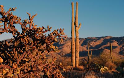 USA | Saguaro NP