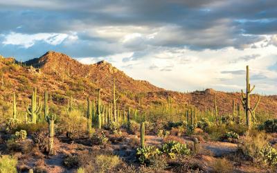 USA | Saguaro NP