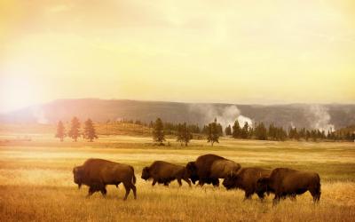 USA | Yellowstone NP